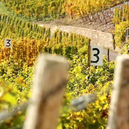 Wein Und Gaestehaus Huels